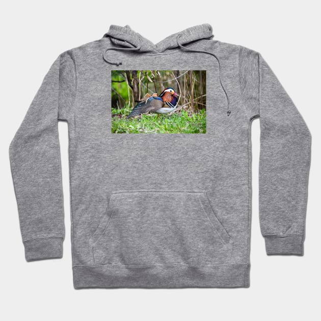 Mandarin Duck II / Swiss Artwork Photography Hoodie by RaphaelWolf